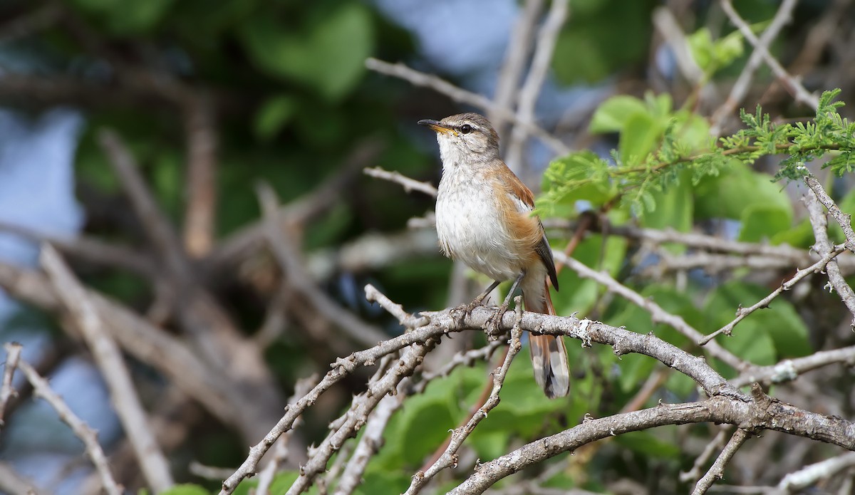 Red-backed Scrub-Robin (White-winged) - ML288267141