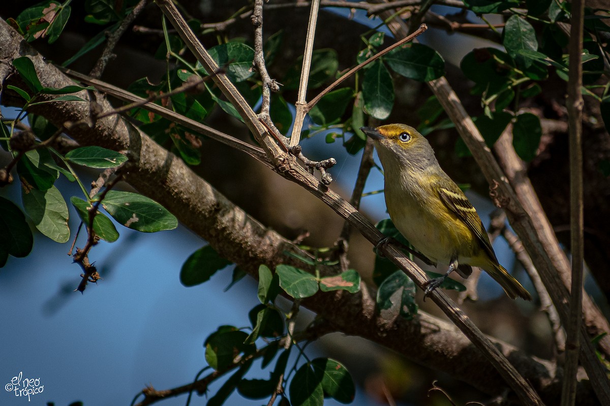 White-eyed Vireo - Daniel Pineda Vera