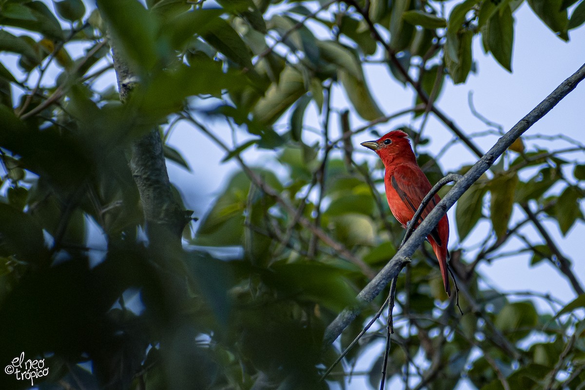 Summer Tanager - ML288267431