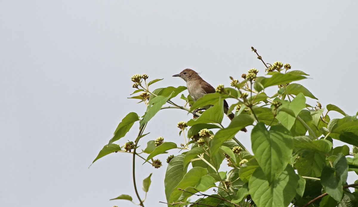 Northern Brownbul - ML288268241