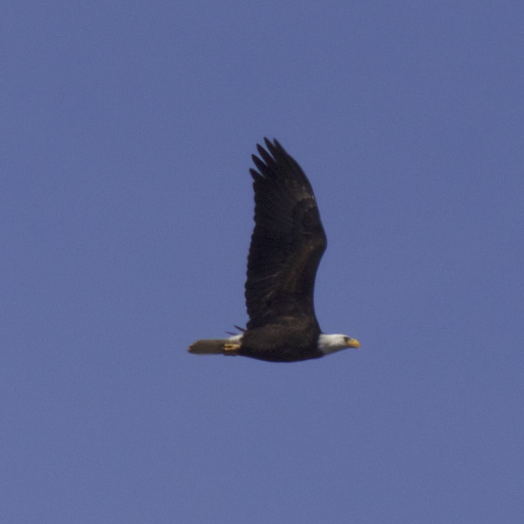 Bald Eagle - Ron Shrieves