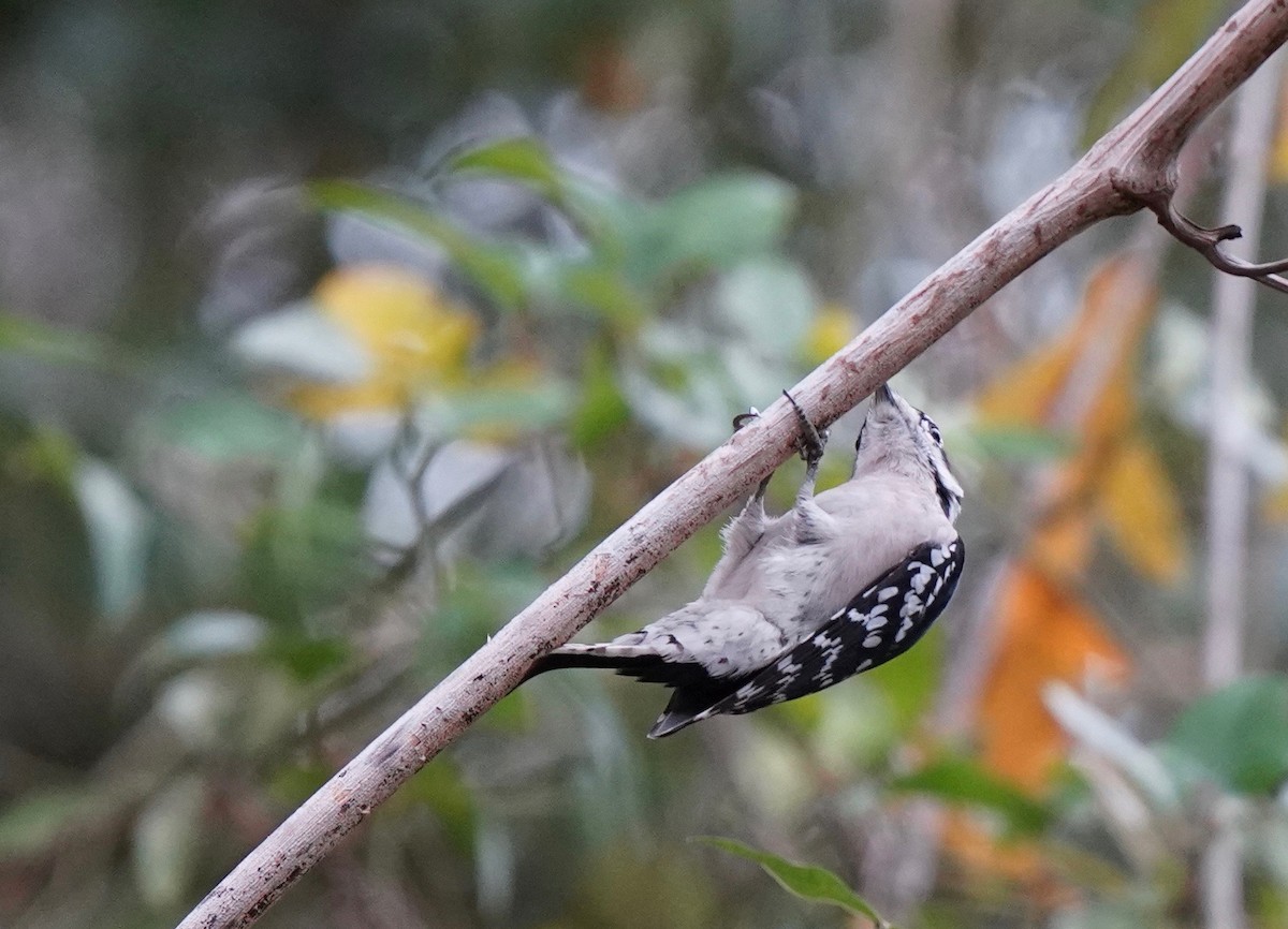 Downy Woodpecker - ML288270051