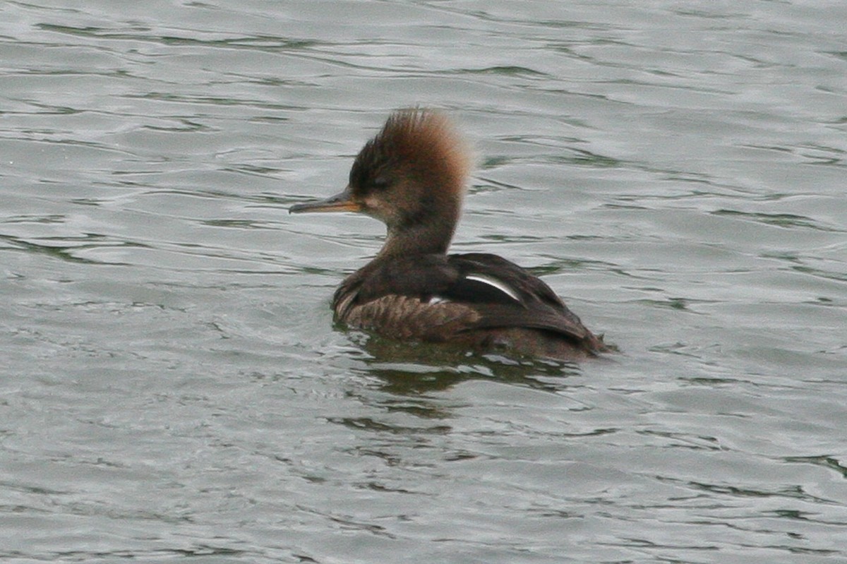 Hooded Merganser - ML288270811