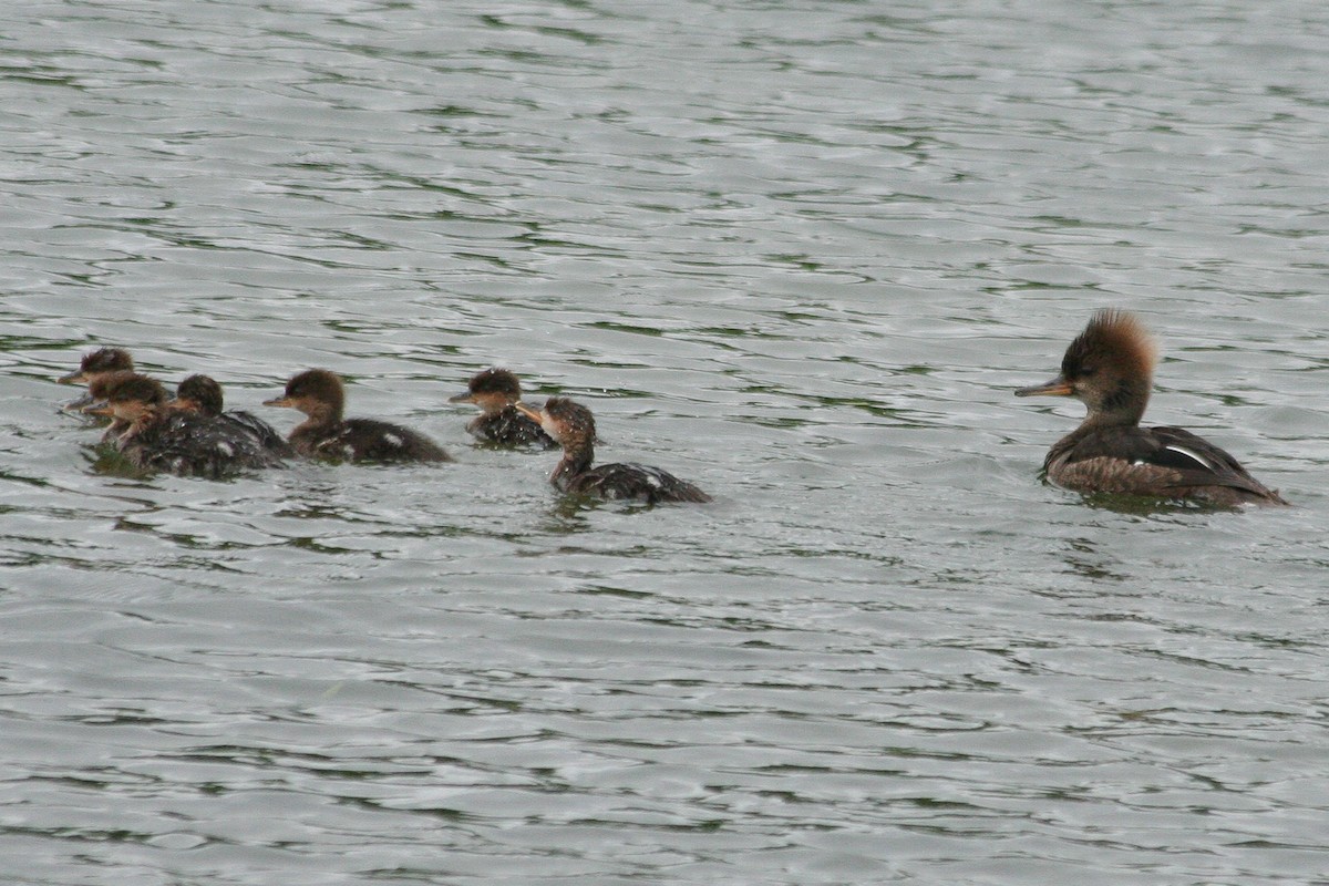 Hooded Merganser - ML288270821