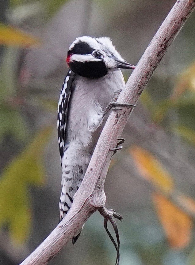 Downy Woodpecker - ML288271571