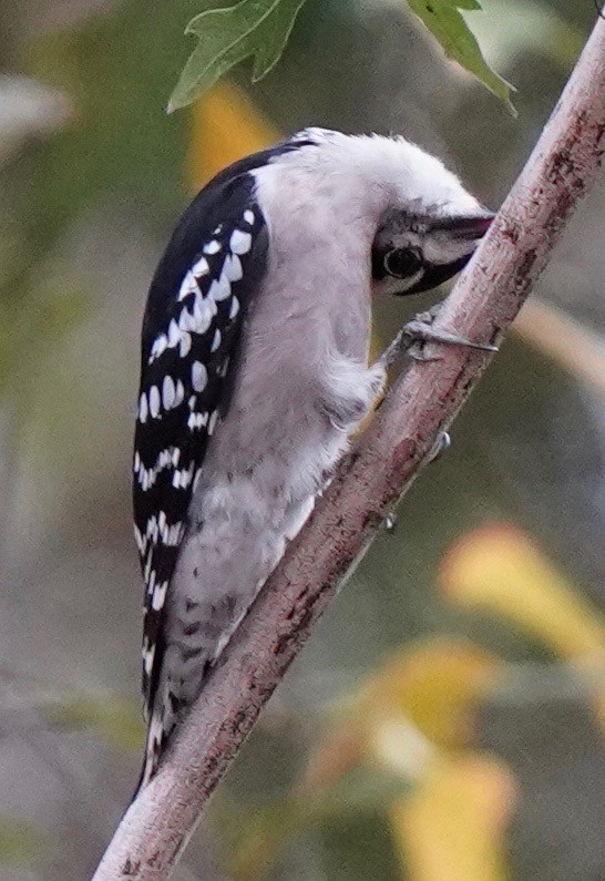 Downy Woodpecker - ML288271611