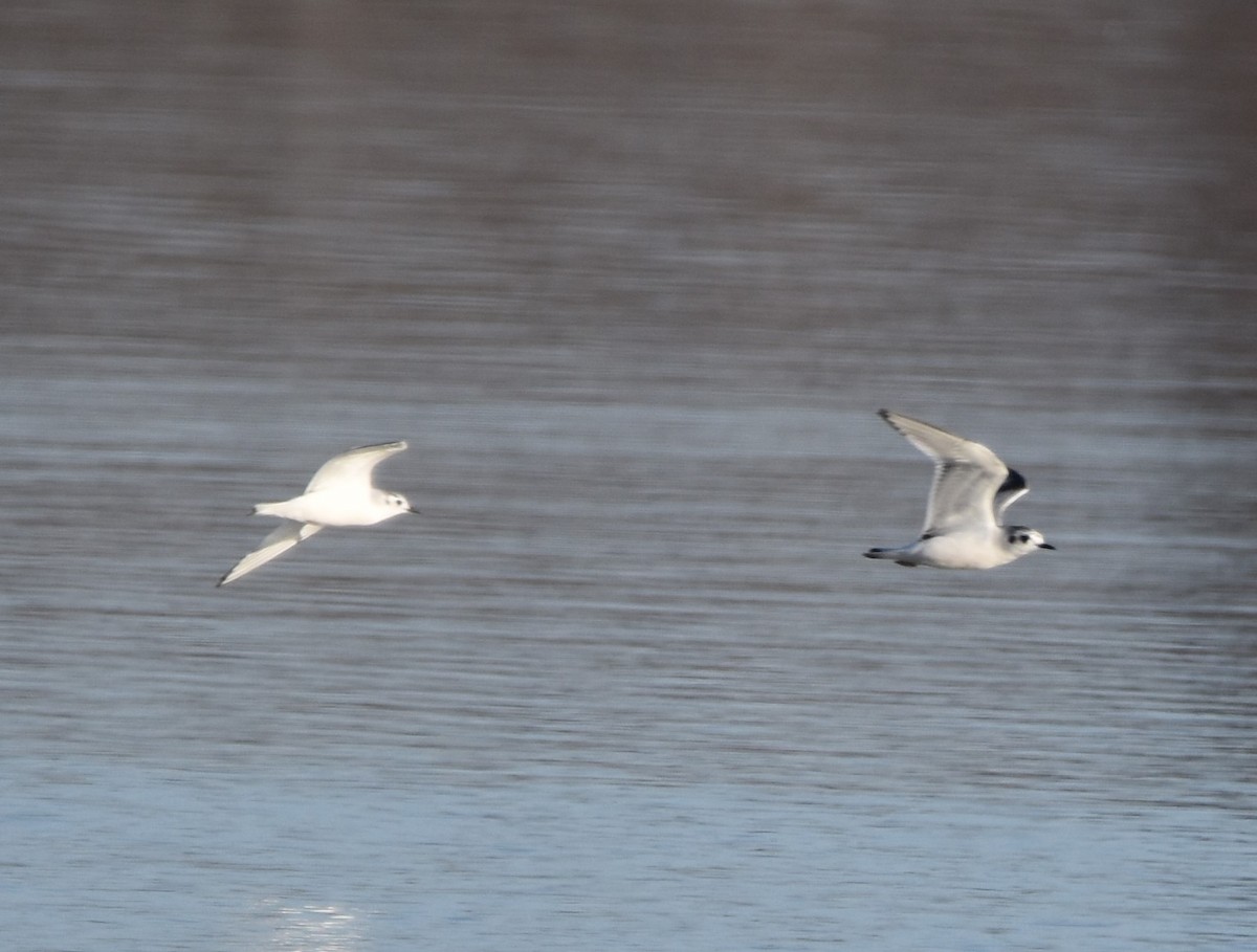 Little Gull - Eduardo Gracia fuster