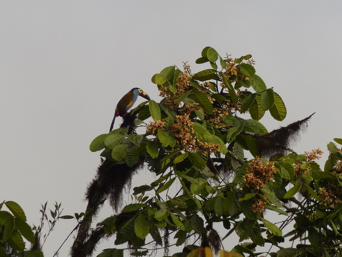 Plate-billed Mountain-Toucan - ML288272881