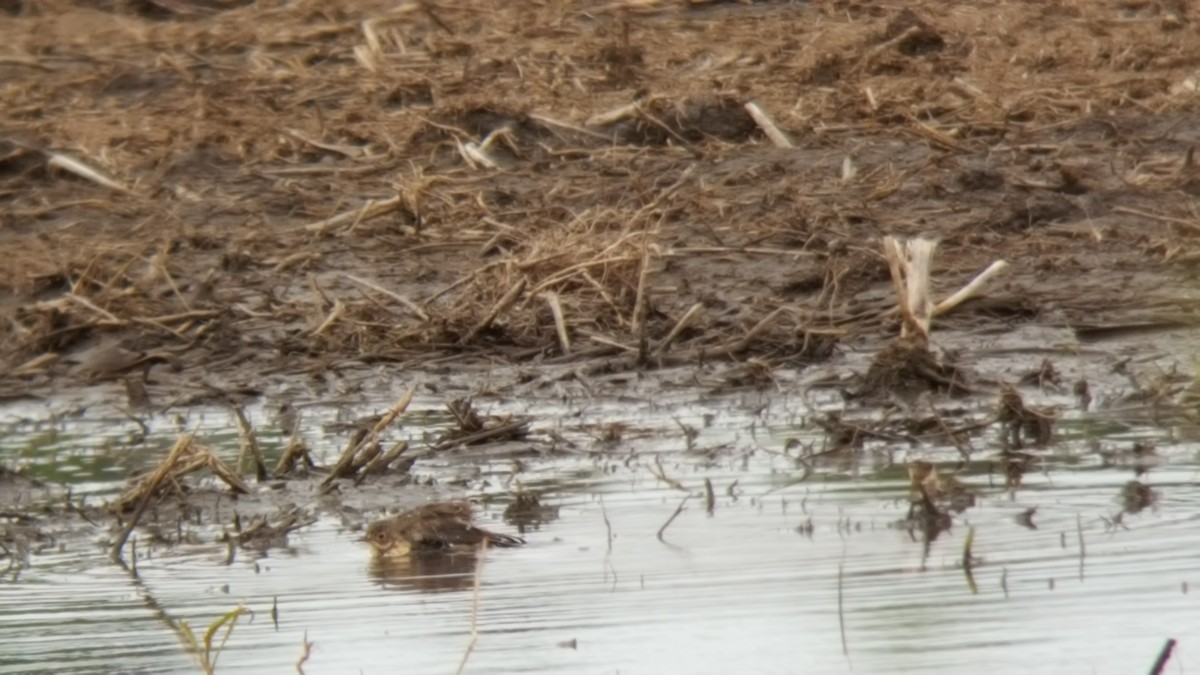 American Pipit - ML28827311