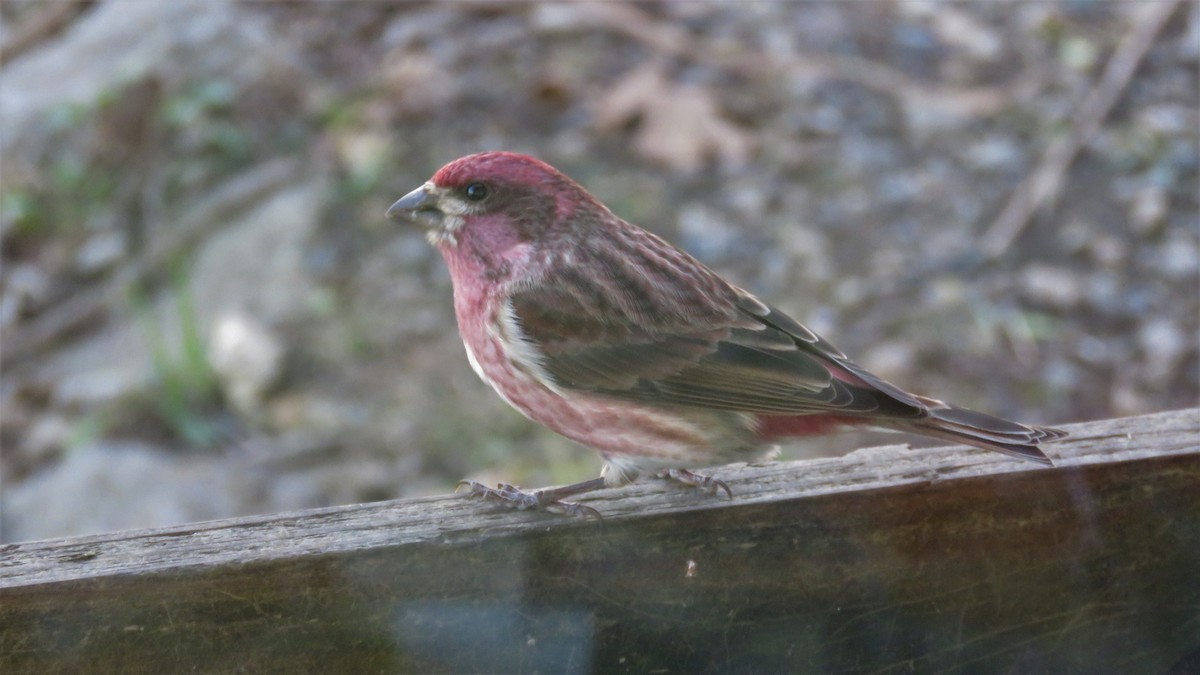 Purple Finch - ML288274491