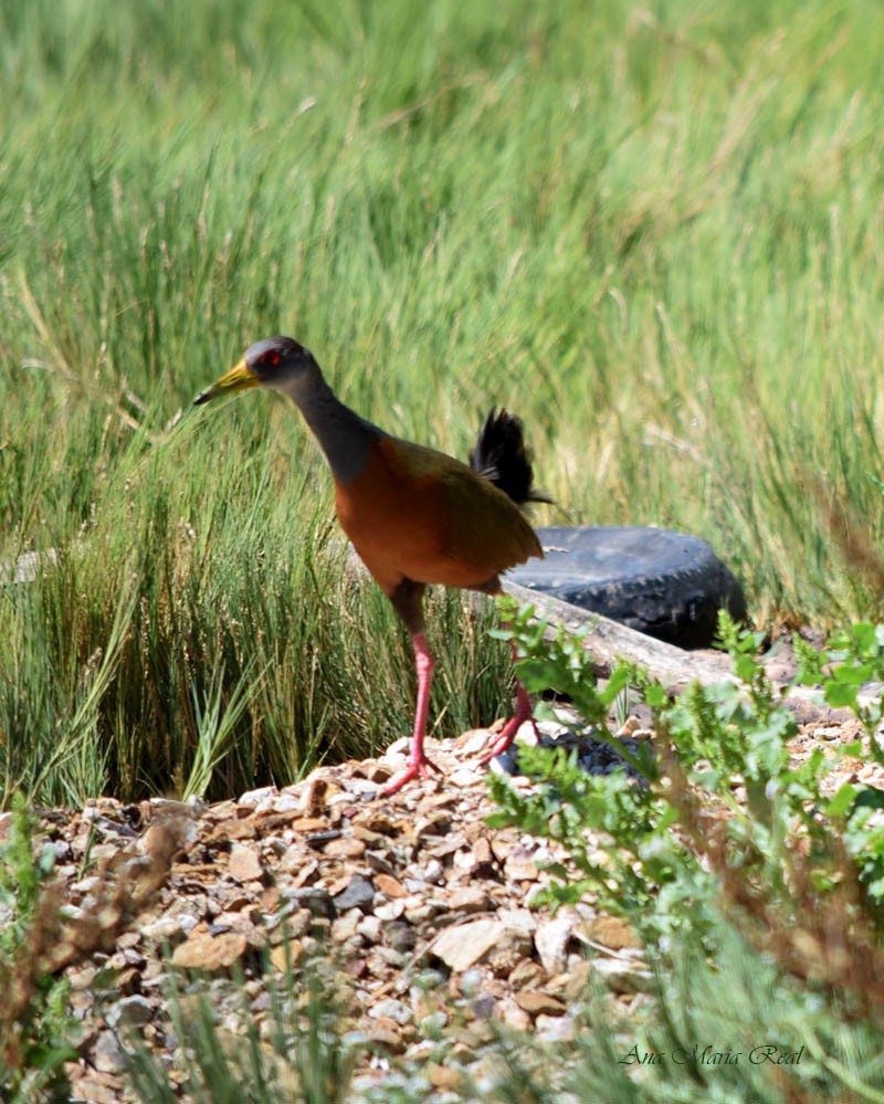 Giant Wood-Rail - ML288274931