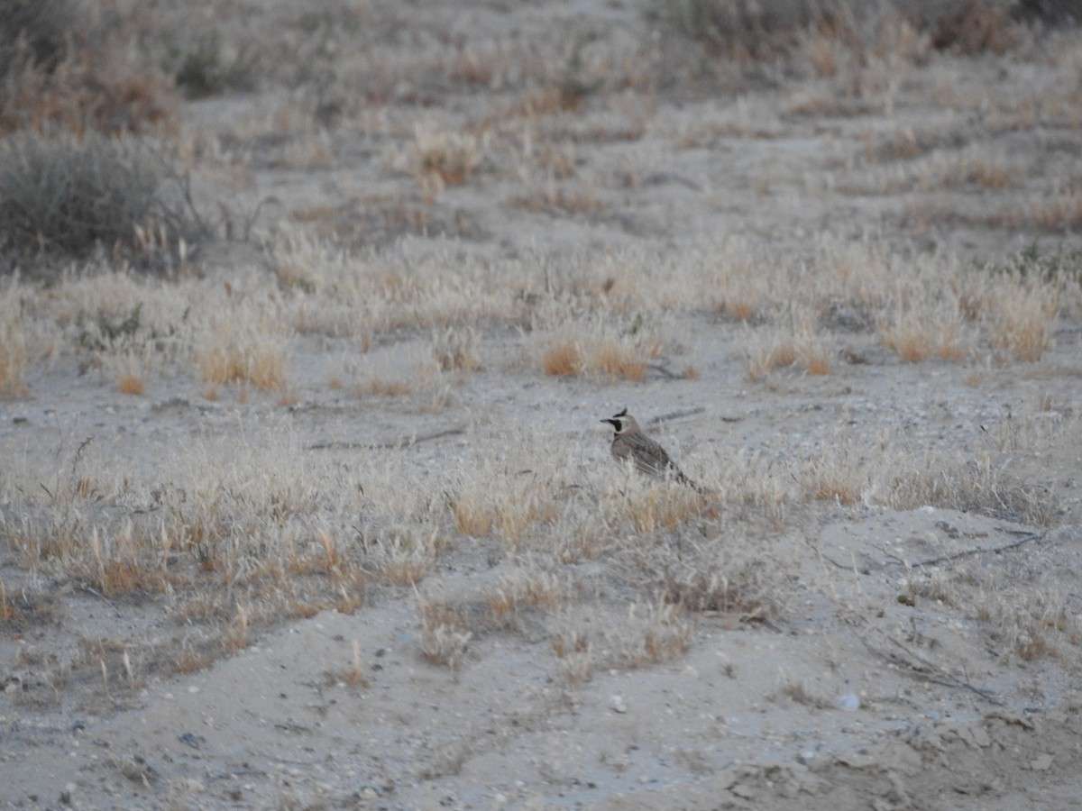 Horned Lark - Chris Dean