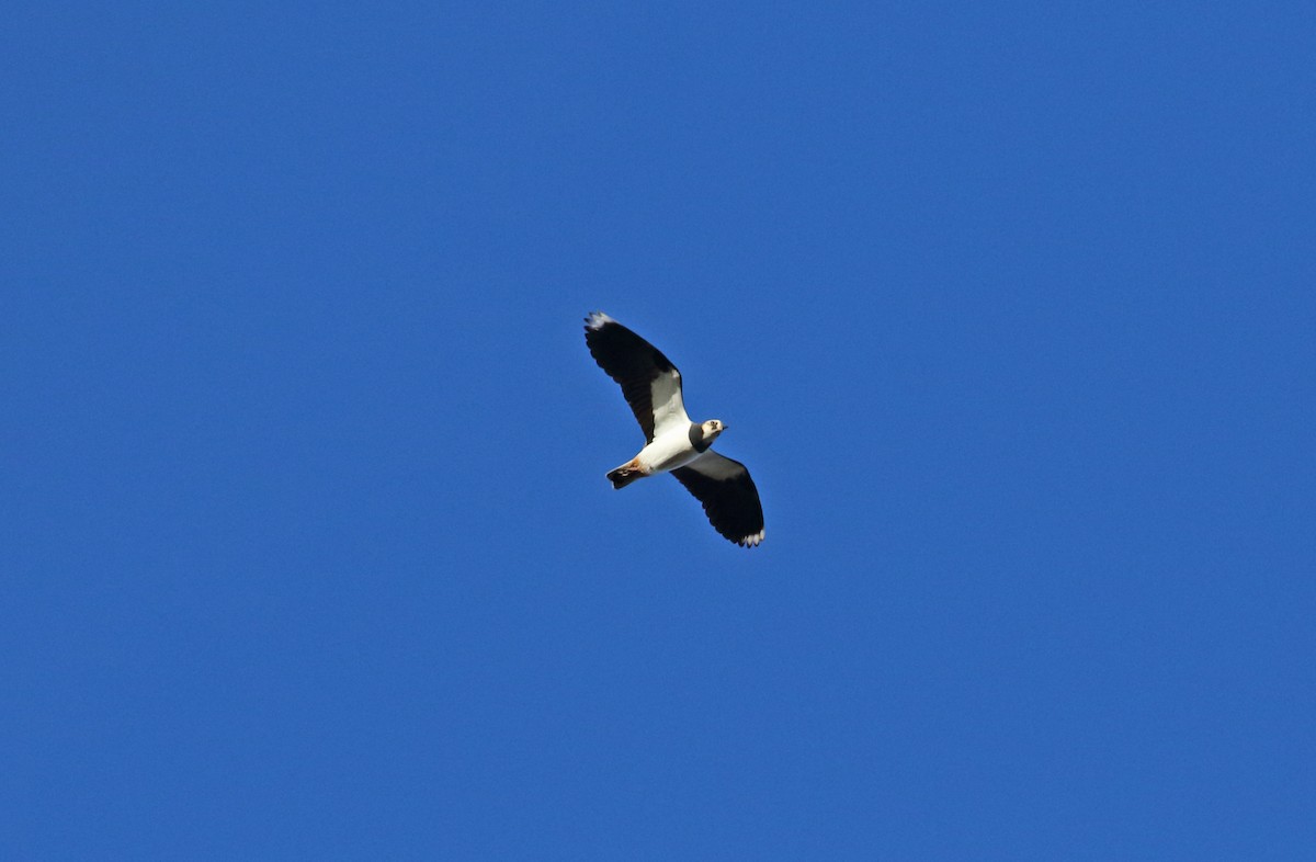 Northern Lapwing - Andrew Steele