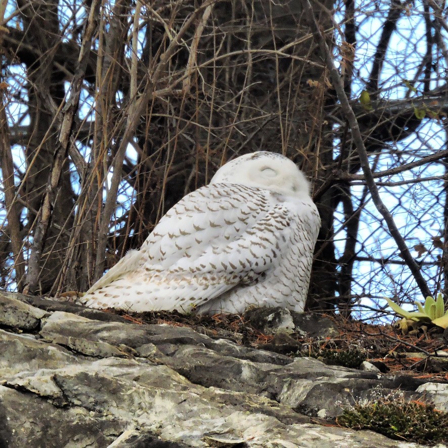 sovice sněžní - ML288276311