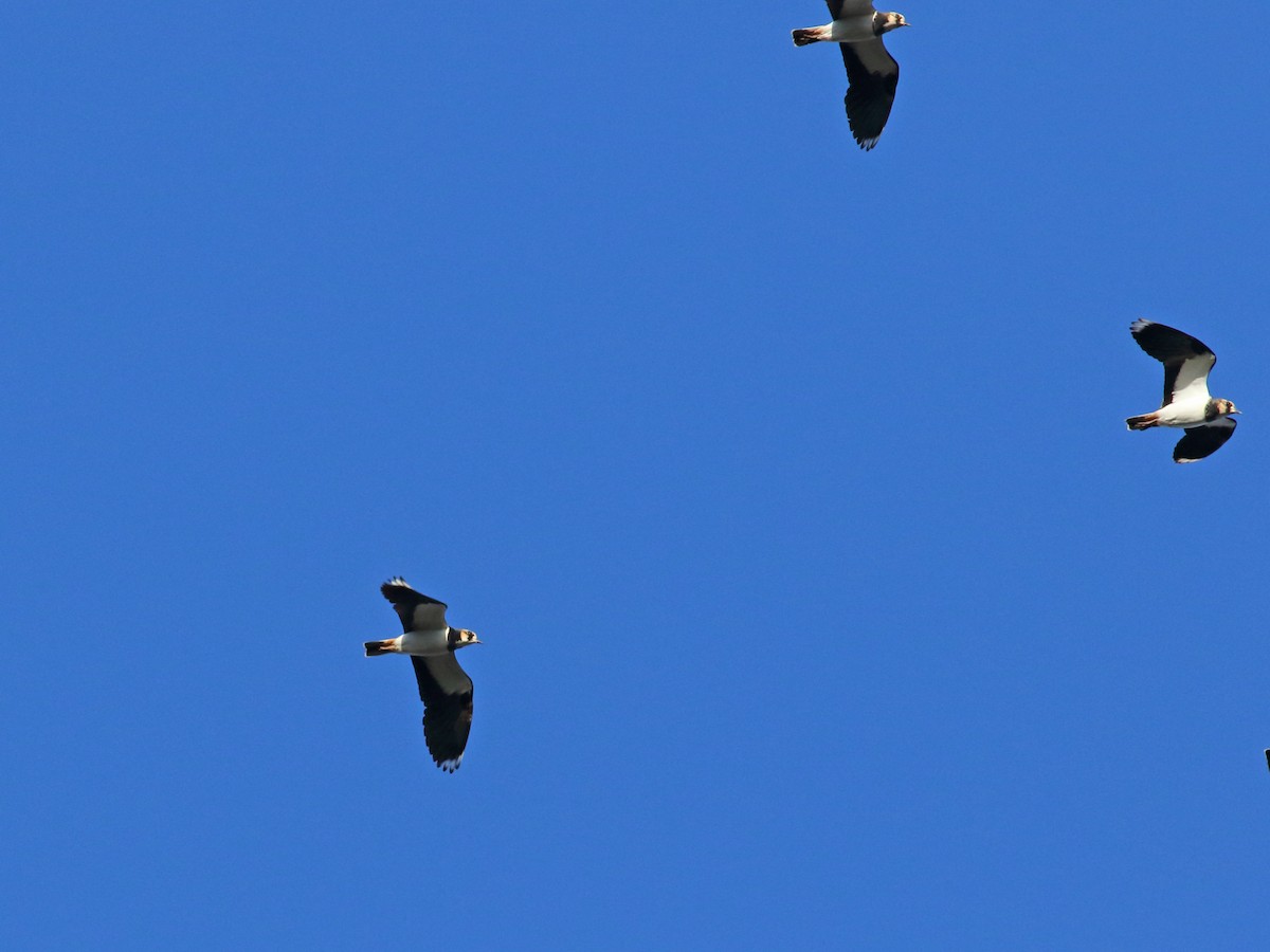 Northern Lapwing - Andrew Steele