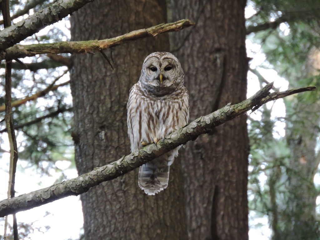 puštík proužkovaný - ML288276471