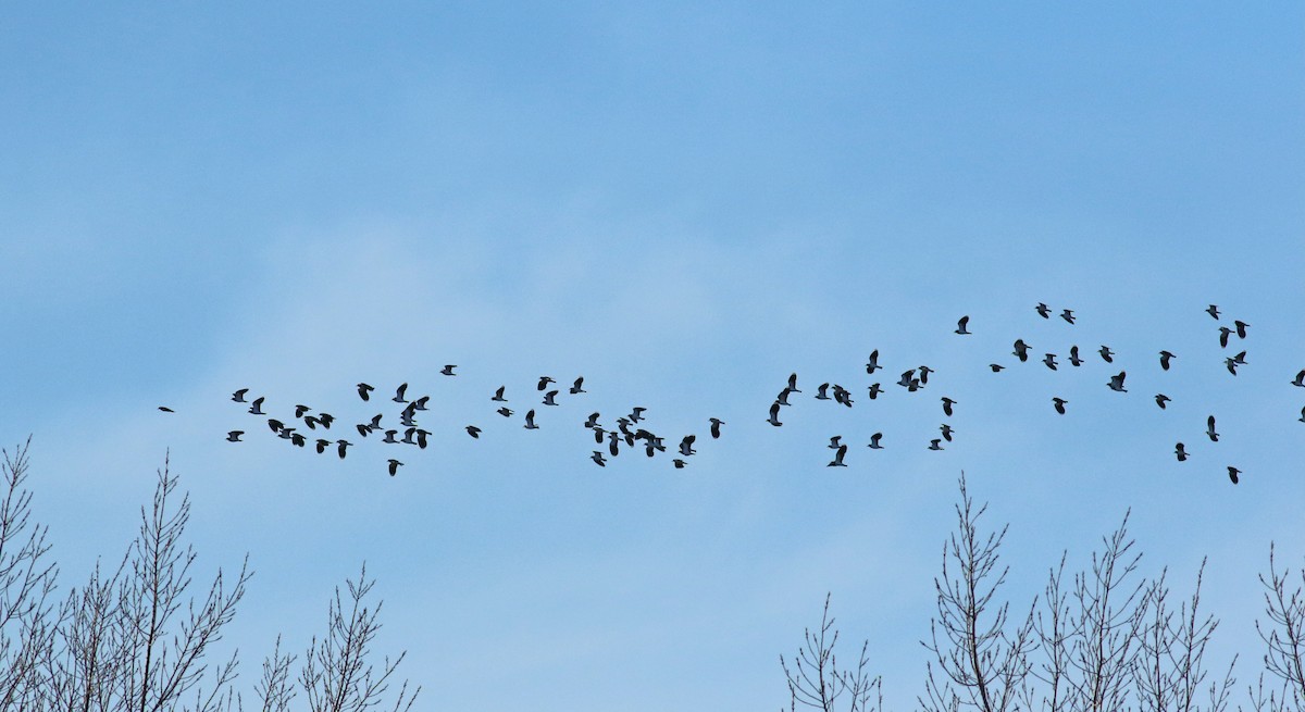 Northern Lapwing - Andrew Steele