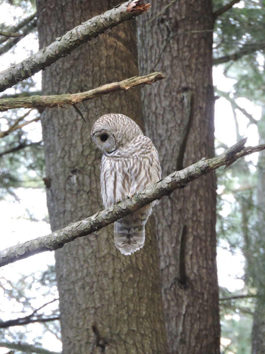 puštík proužkovaný - ML288276731