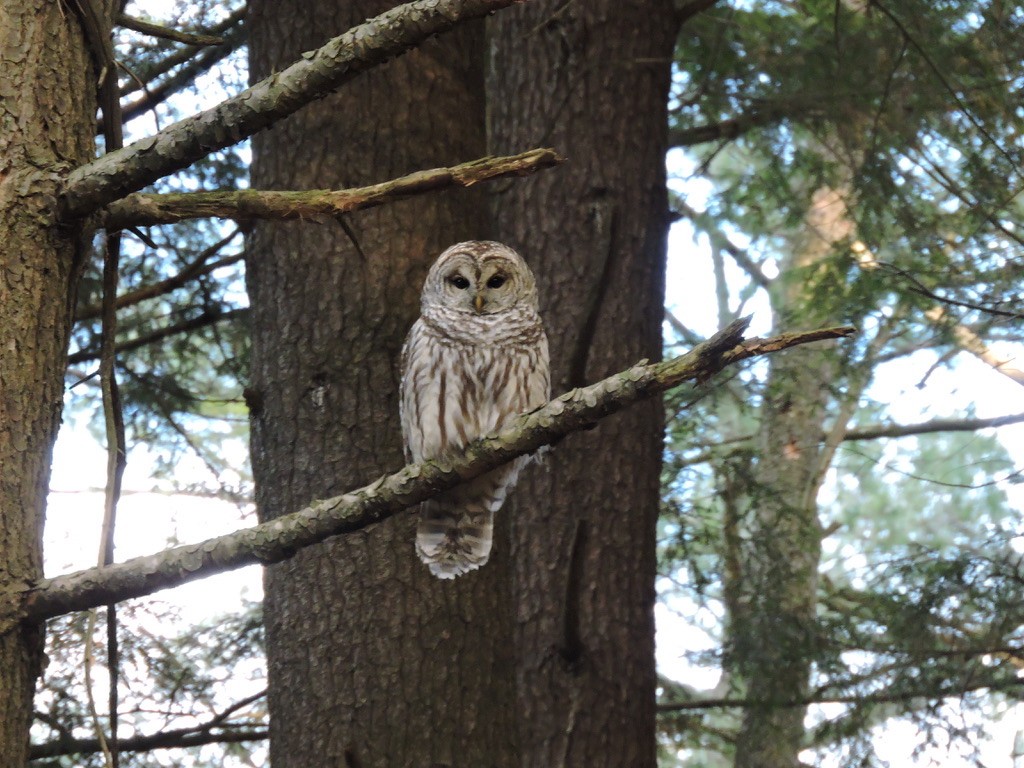 puštík proužkovaný - ML288276771