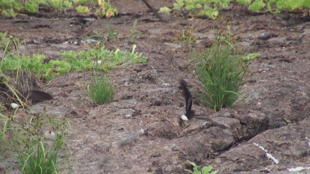 Wedge-rumped Storm-Petrel - ML288276931