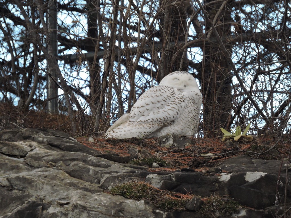 sovice sněžní - ML288276981