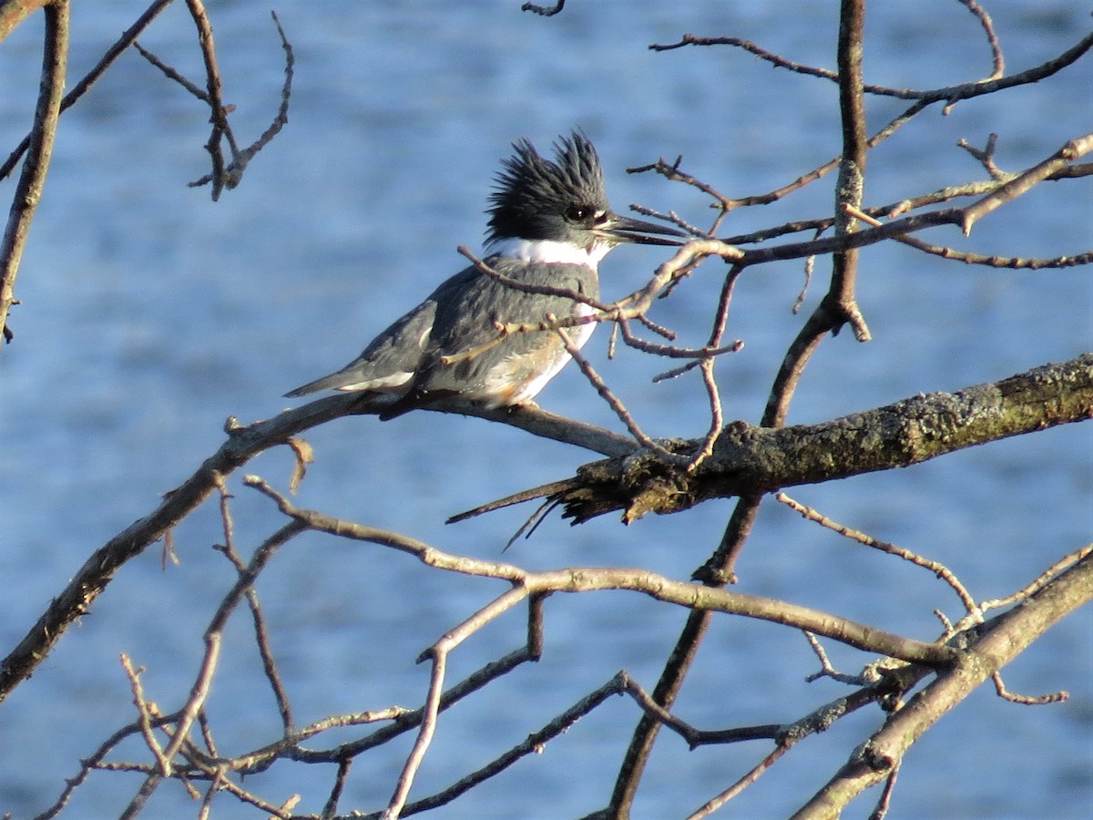 Belted Kingfisher - ML288277931