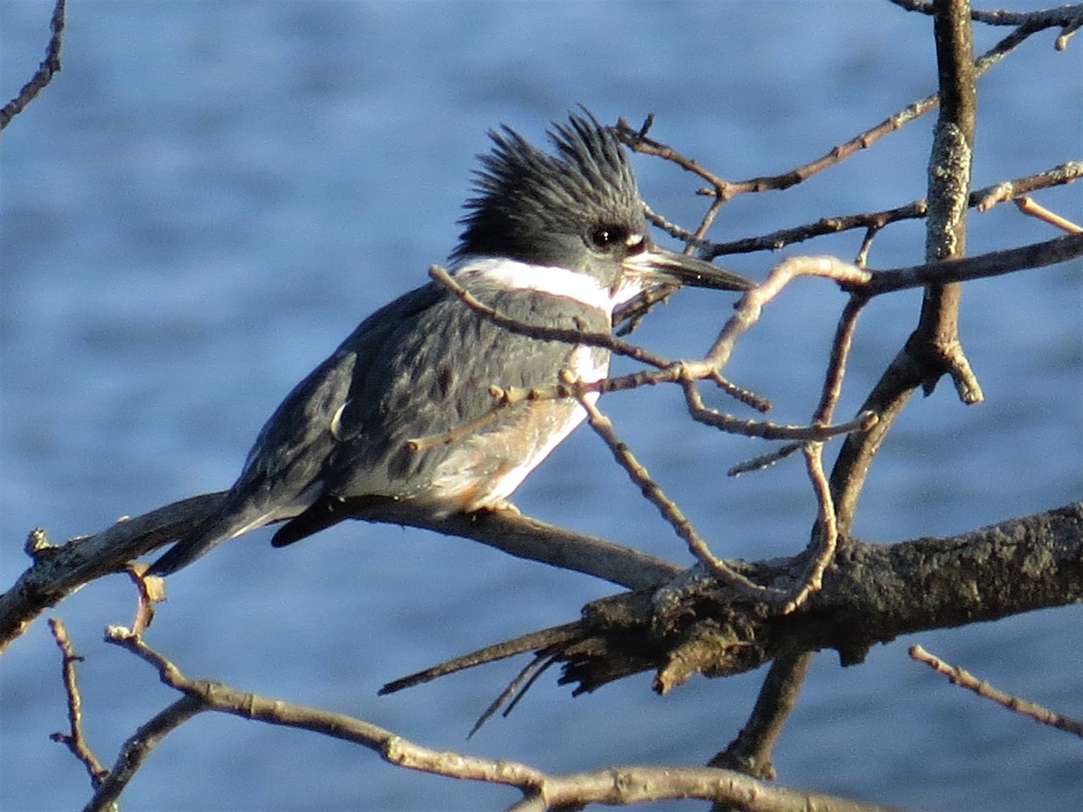 Belted Kingfisher - ML288278001