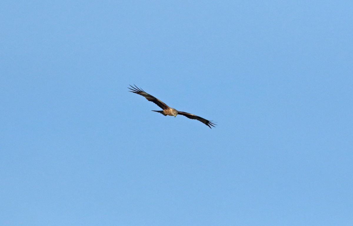 Red Kite - ML288278251