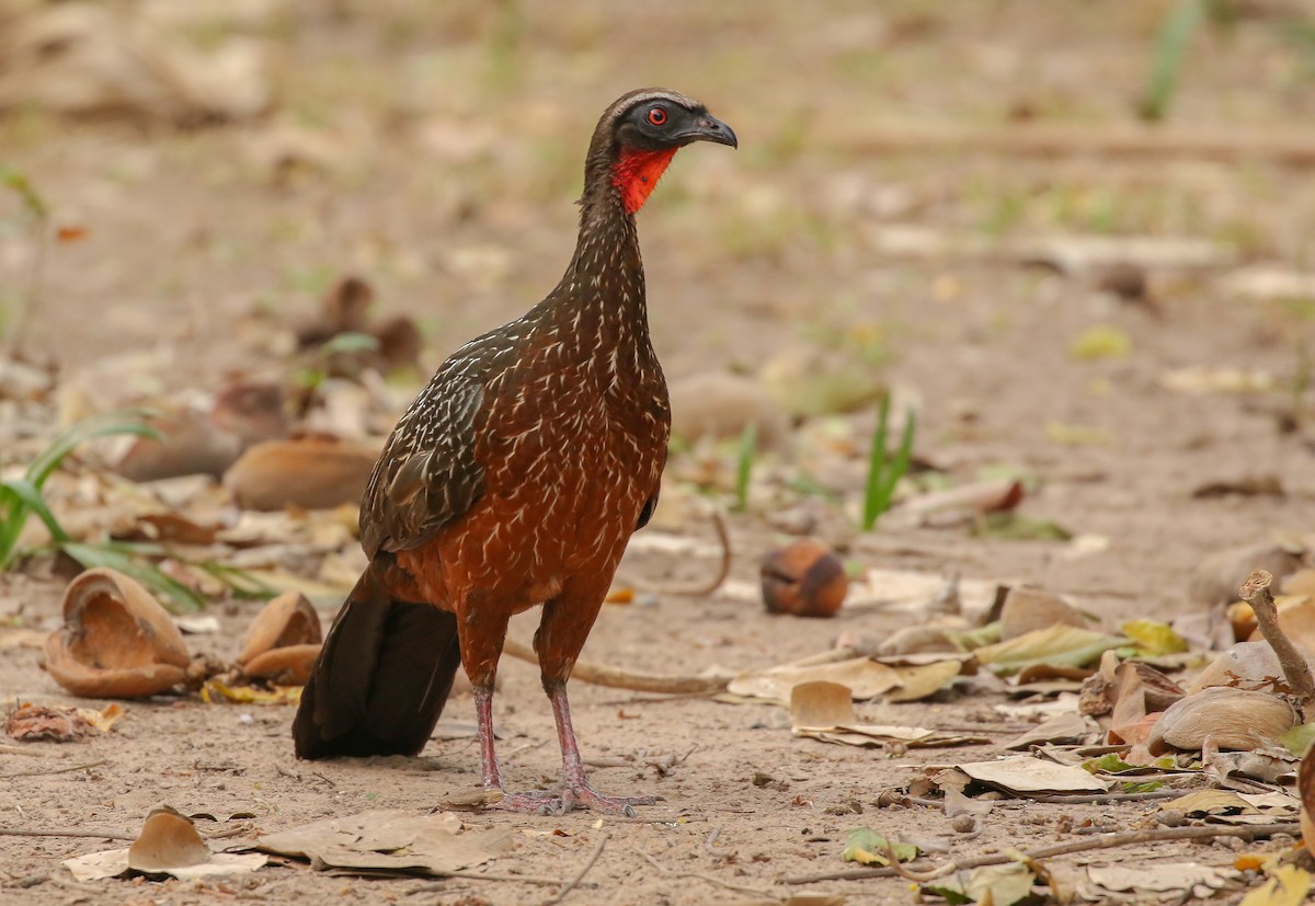 Chestnut-bellied Guan - ML288279351