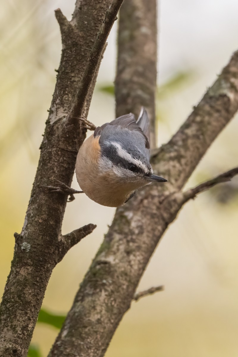 Red-breasted Nuthatch - ML288279431