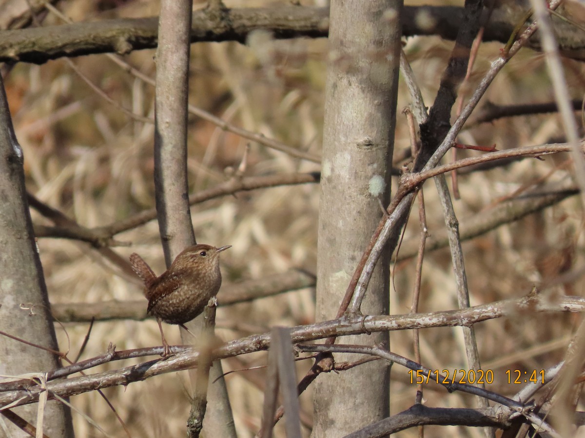 Winter Wren - ML288280771