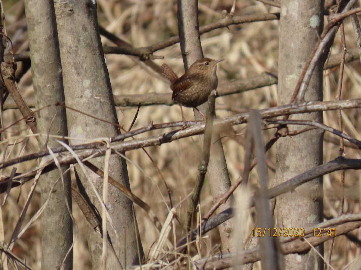 Winter Wren - ML288280801