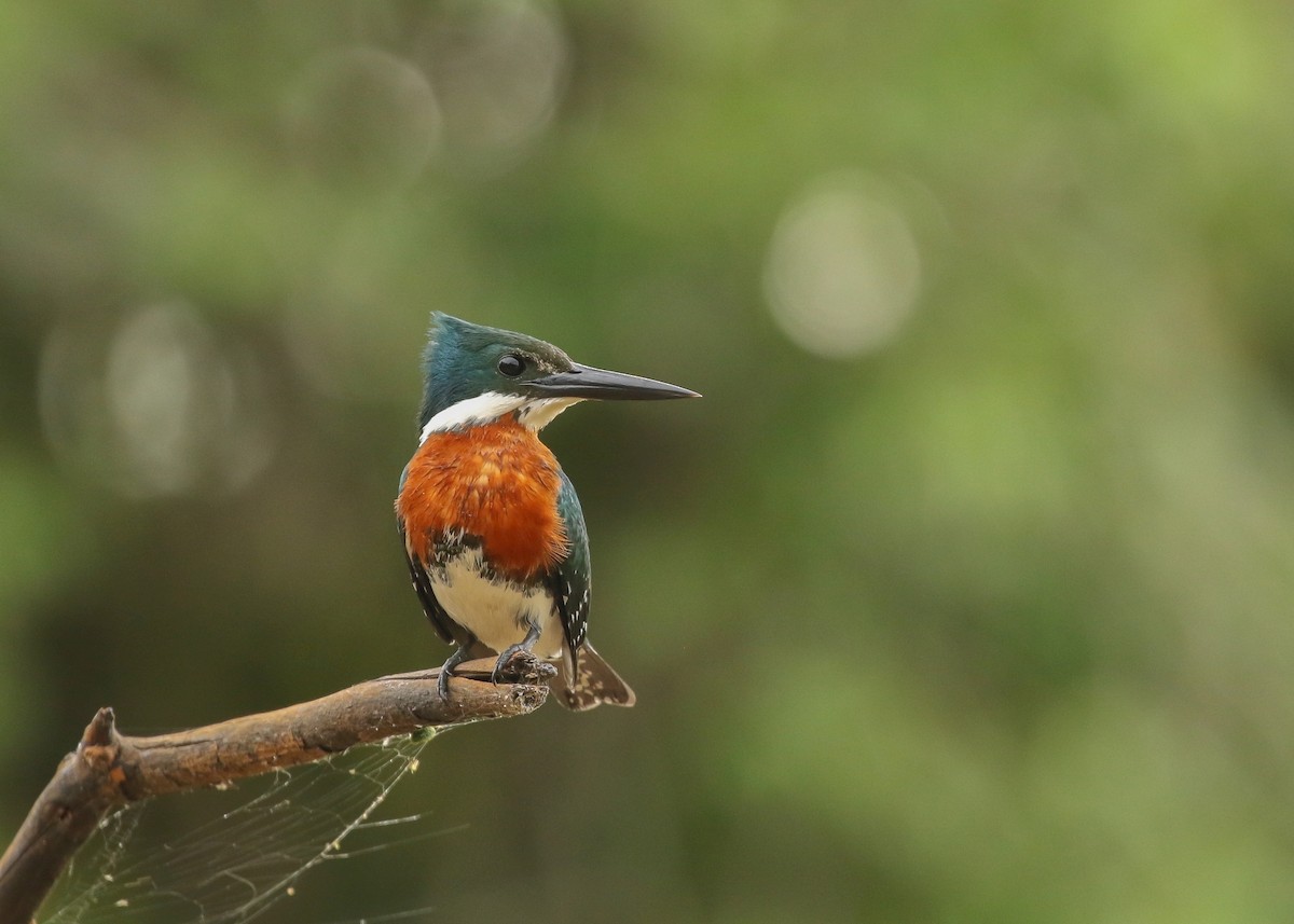 Green Kingfisher - ML288281541