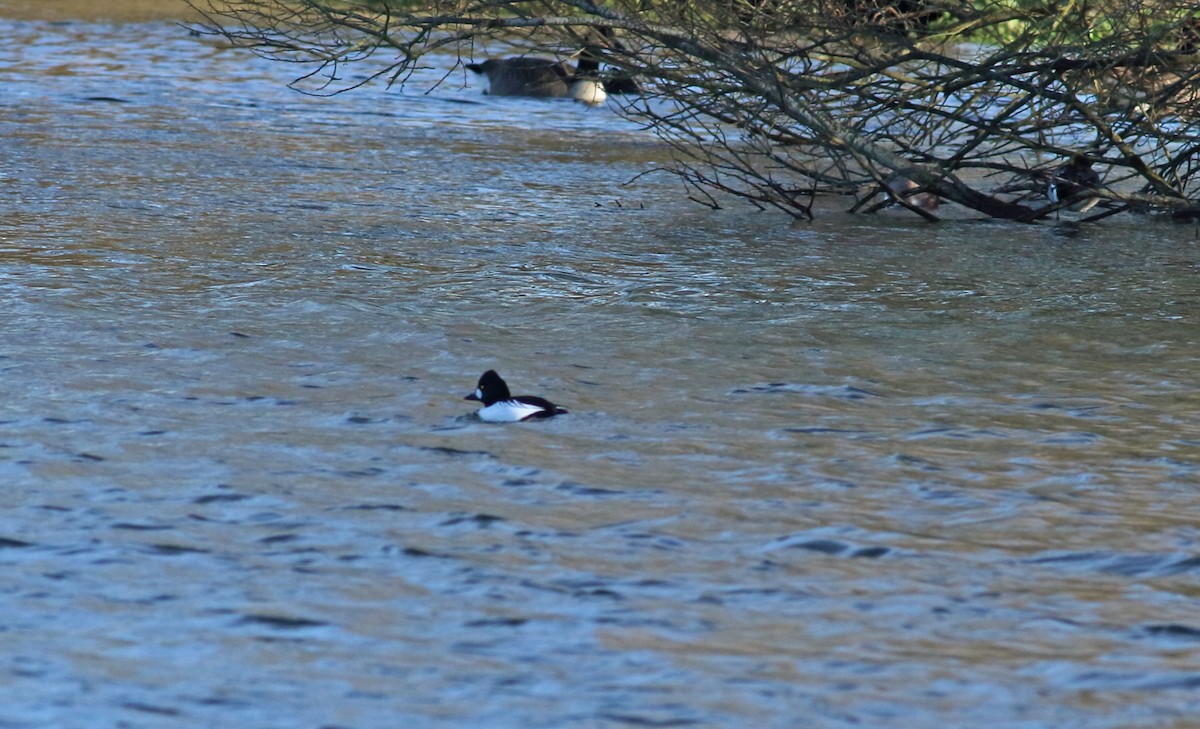 Common Goldeneye - Andrew Steele