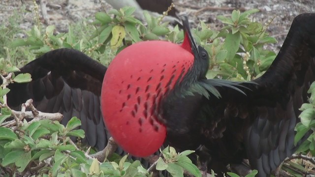 Great Frigatebird - ML288282661