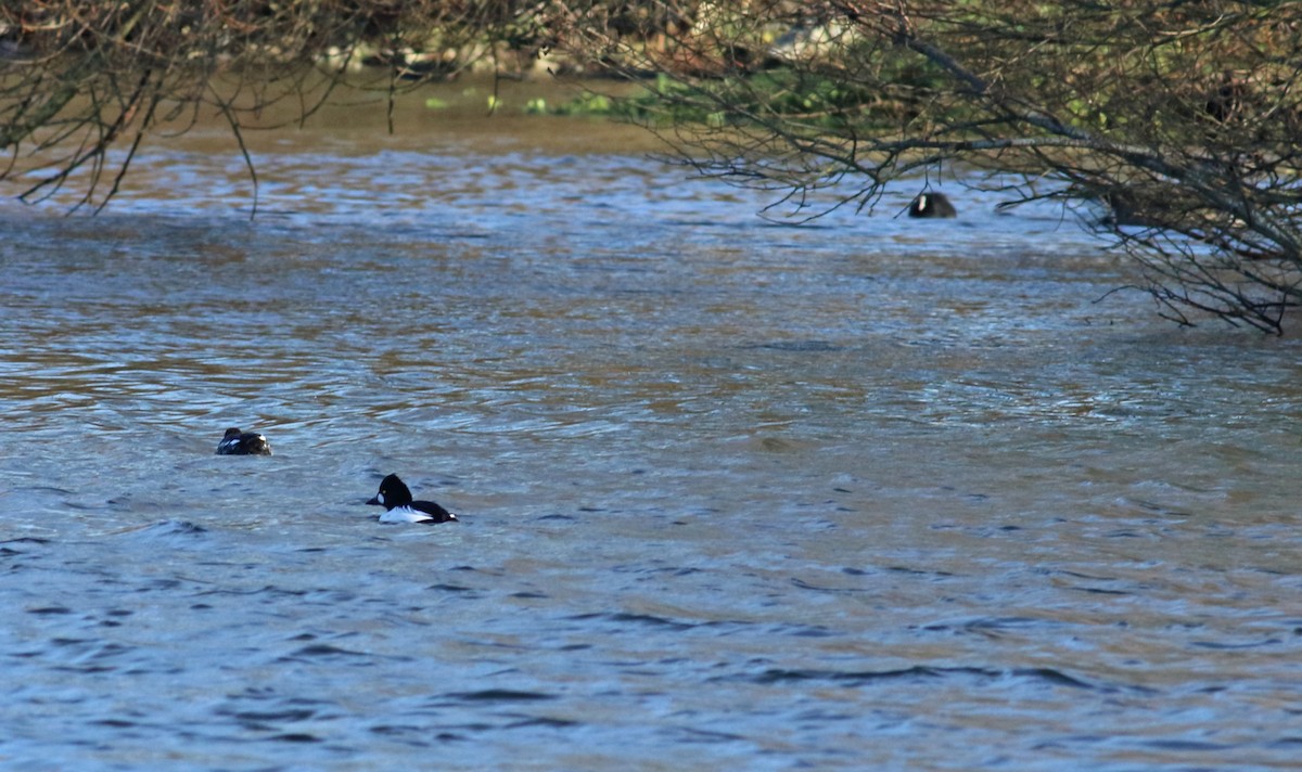 Common Goldeneye - ML288282681