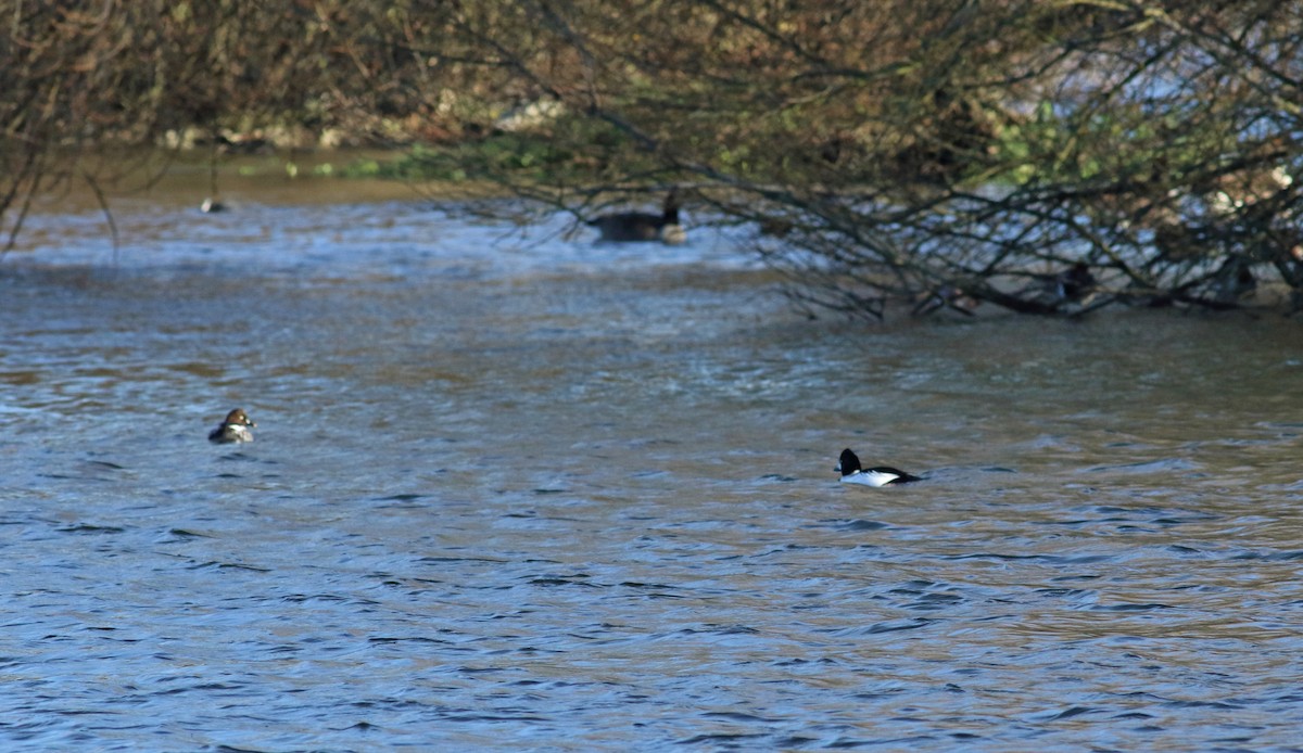 Common Goldeneye - Andrew Steele