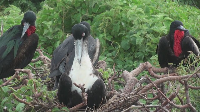 Great Frigatebird - ML288283761