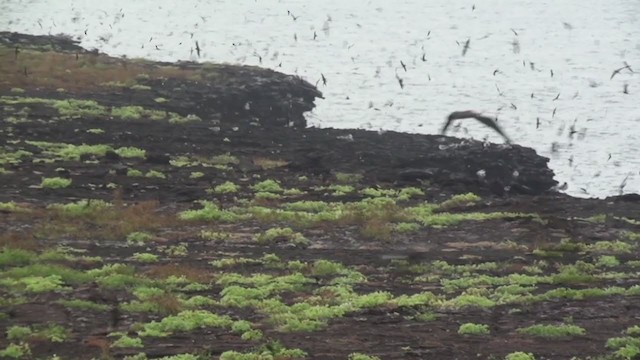 Paíño de Galápagos - ML288285231