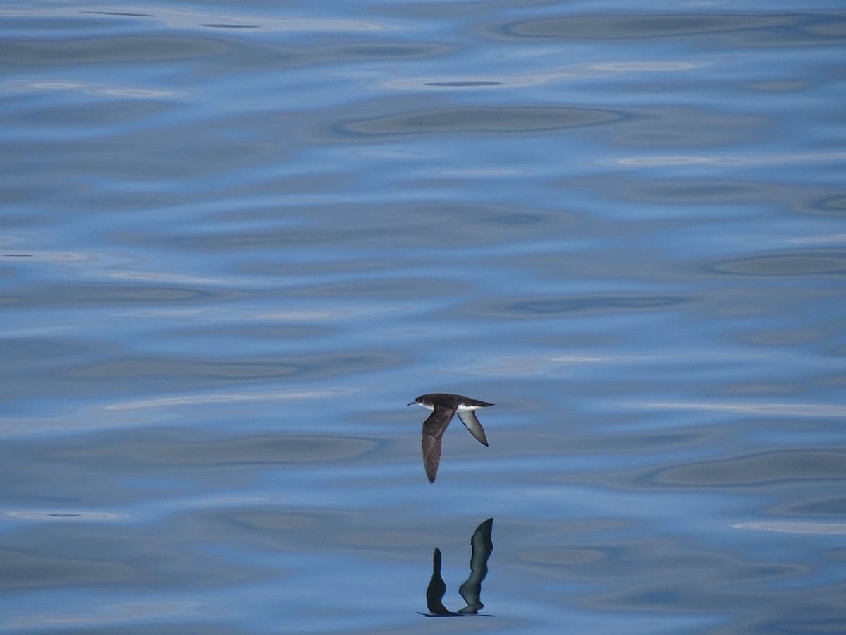 Manx Shearwater - Michał  Jezierski