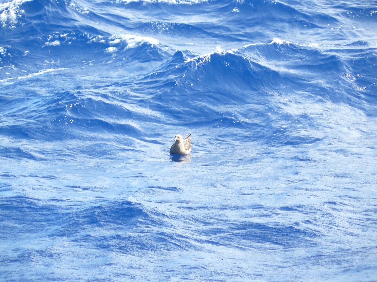 South Polar Skua - ML28828561