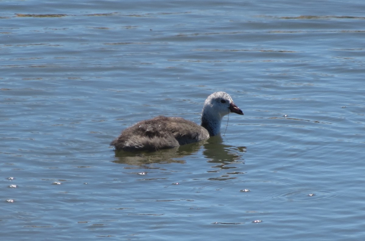 American Coot (Red-shielded) - ML28828591