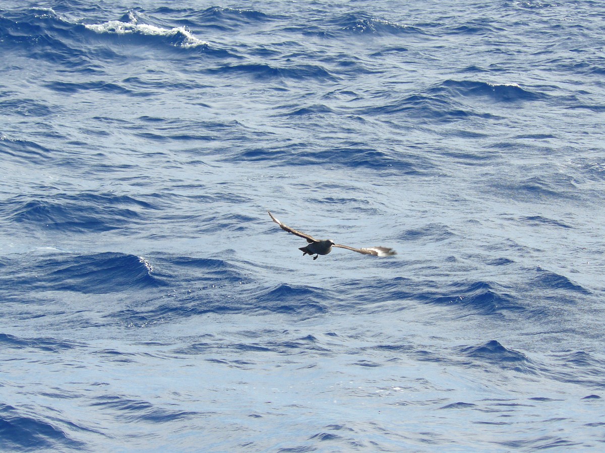 South Polar Skua - ML28828611