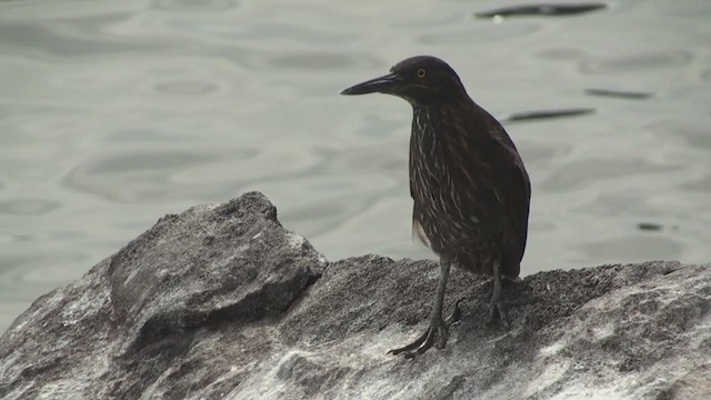 Striated Heron (Galapagos) - ML288286801