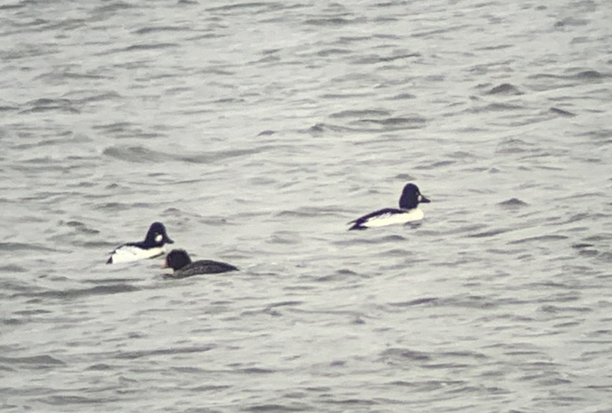 Barrow's Goldeneye - ML288287241