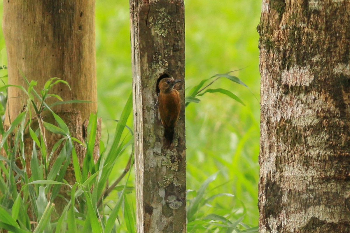 Smoky-brown Woodpecker - ML288287271