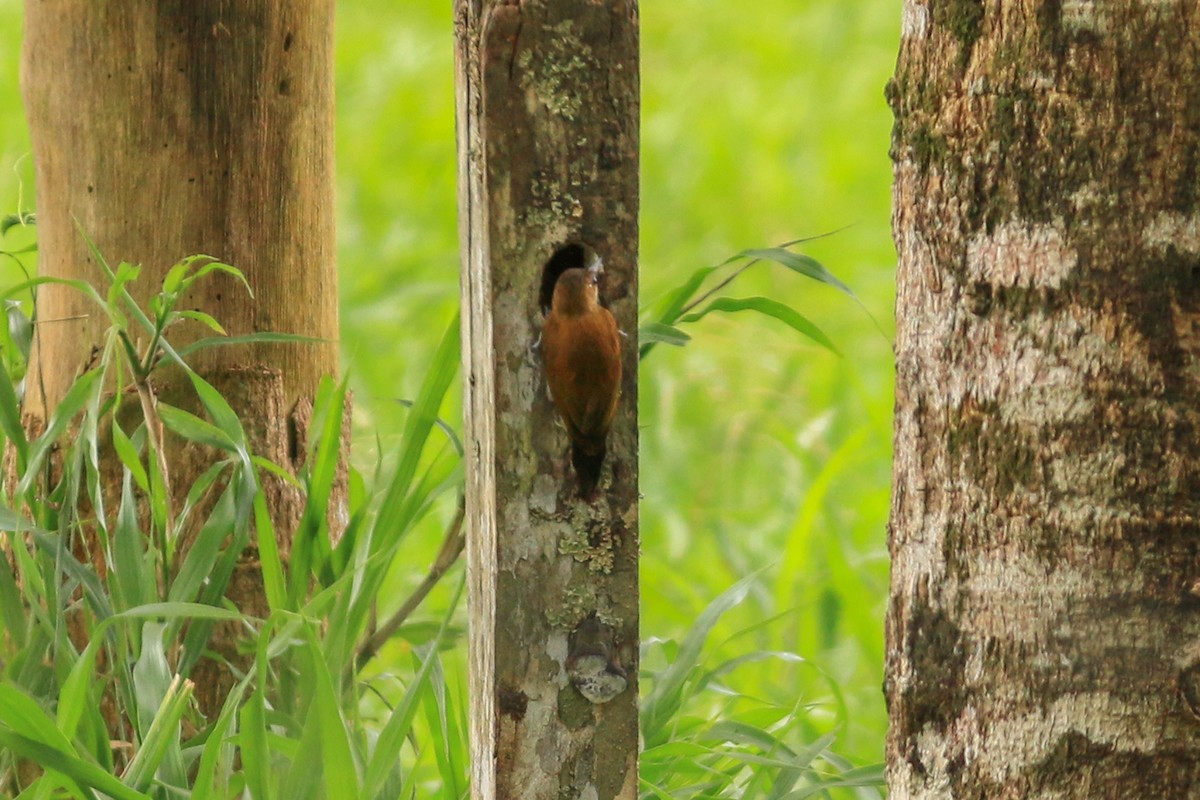 Smoky-brown Woodpecker - ML288287411