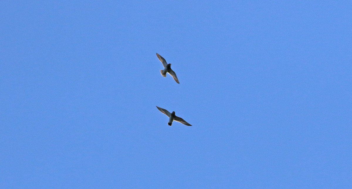 European Golden-Plover - ML288287421