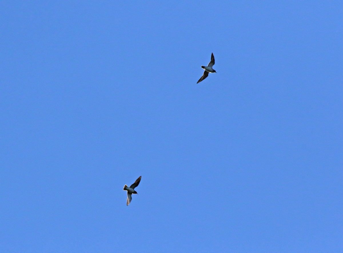 European Golden-Plover - ML288287651