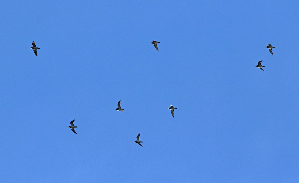 European Golden-Plover - Andrew Steele